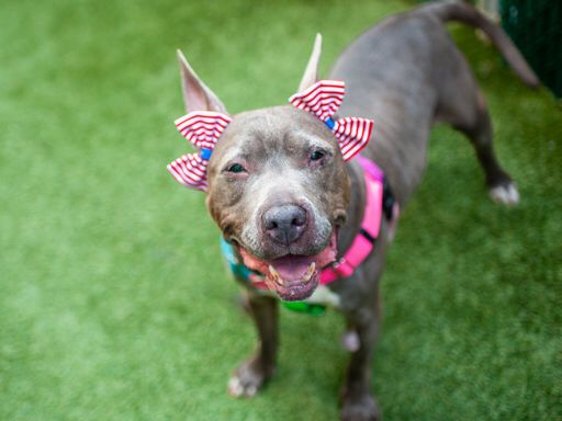 Adopt Pretty (212891) at ACC of NYC