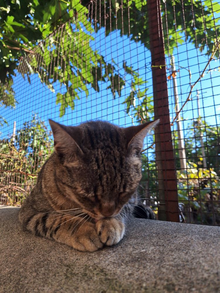 Super cute tabby cleaning his paws on a wall on the island of Capri