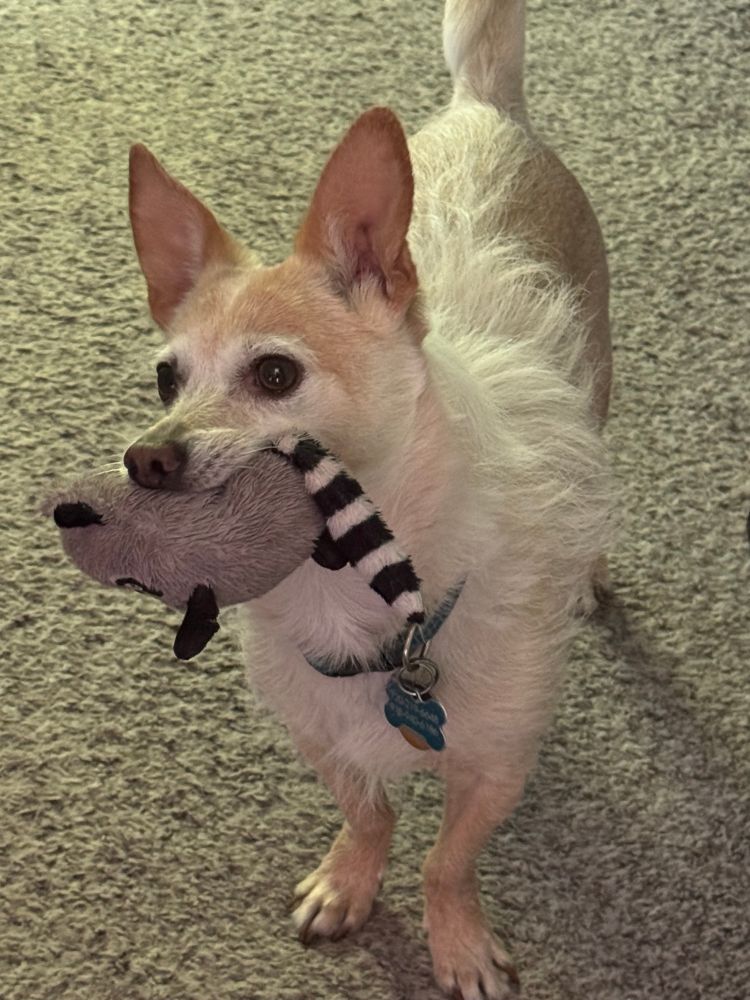 A small dog (chihuahua mix) holding a stuffed raccoon dog toy in her mouth 