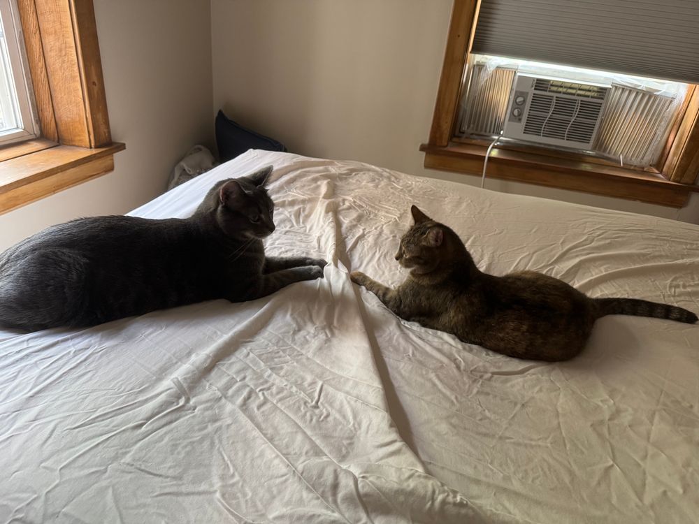 Two cats face each other while lying on a fitted sheet. They look like they are about to start shenanigans.