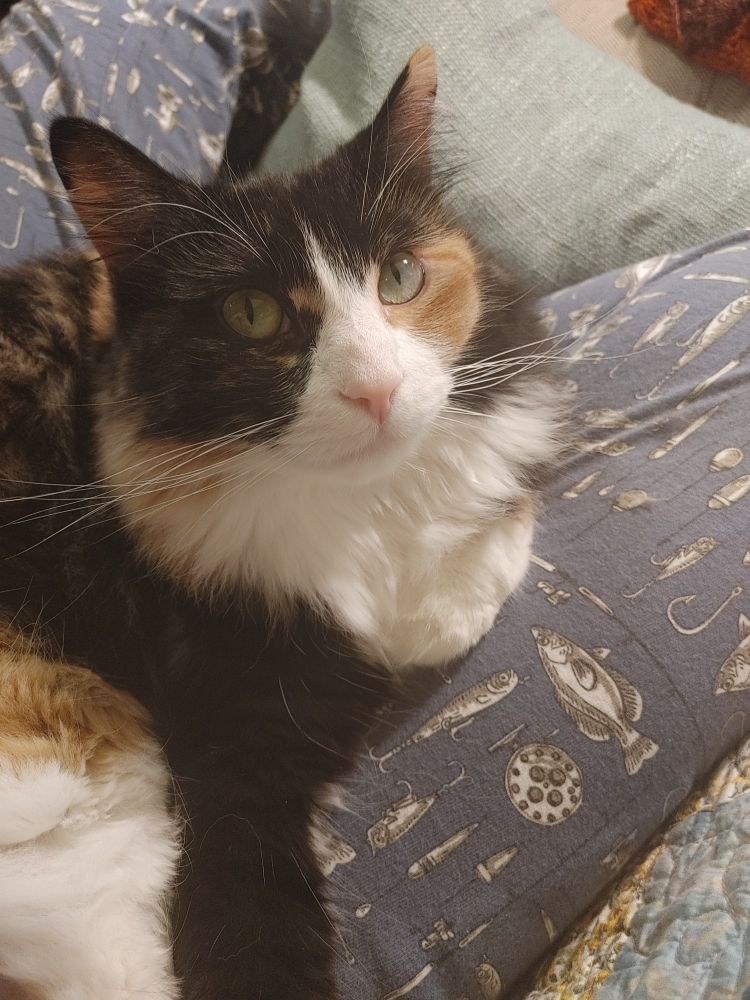 A calico cat rests on the photographer's lap.