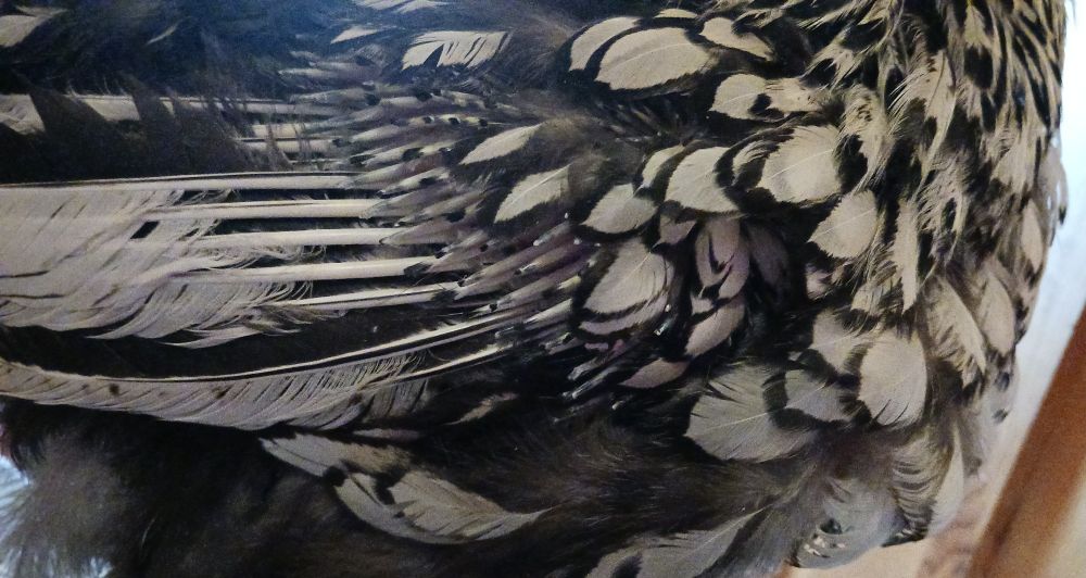 Her primary feathers are finally starting to erupt but most of her wings are still pin hell