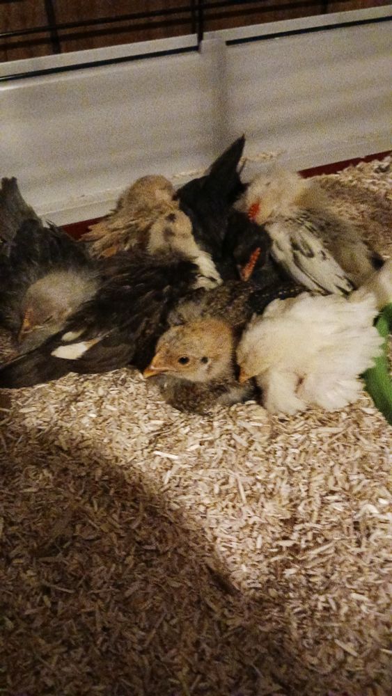 I promise they're all here the mottled, blue and black kinda blend in together and have mushed the tan-grey