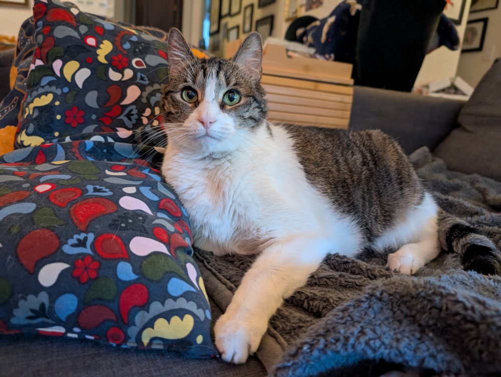 The cat laying on the couch cuddled up to a throw pillow and looking confused and/or murderous 