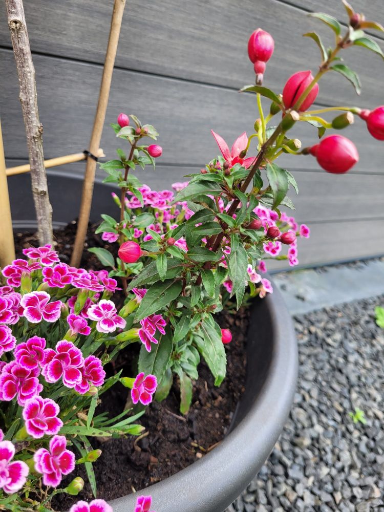 Blümchen 🤩❤️