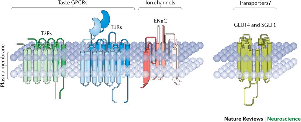 Taste buds: cells, signals and synapses