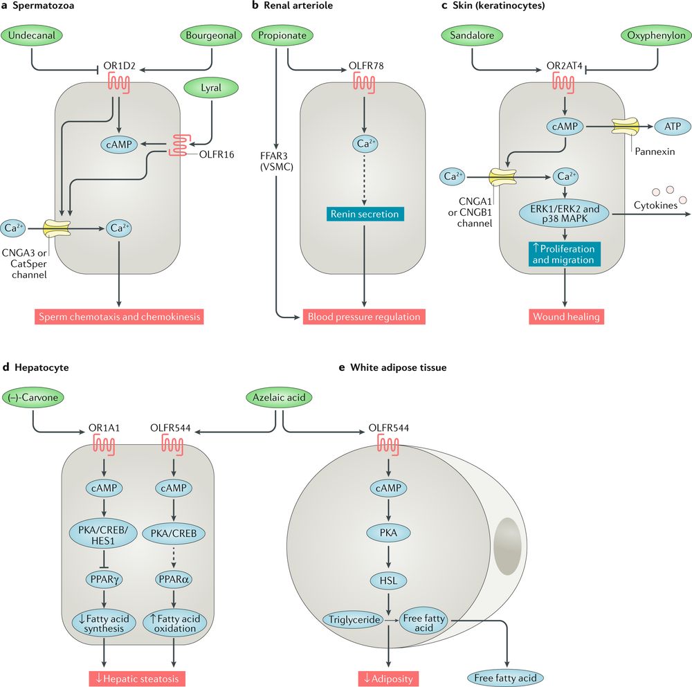 Therapeutic potential of ectopic olfactory and taste receptors