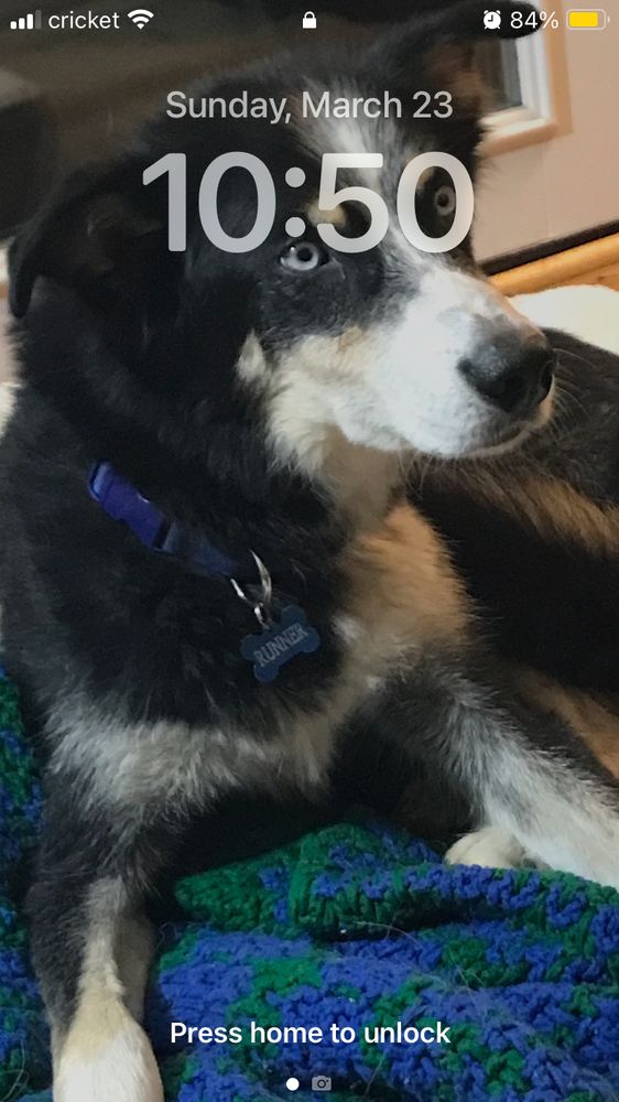 A Lock Screen with my parents’ dog, an Alaskan husky named Runner