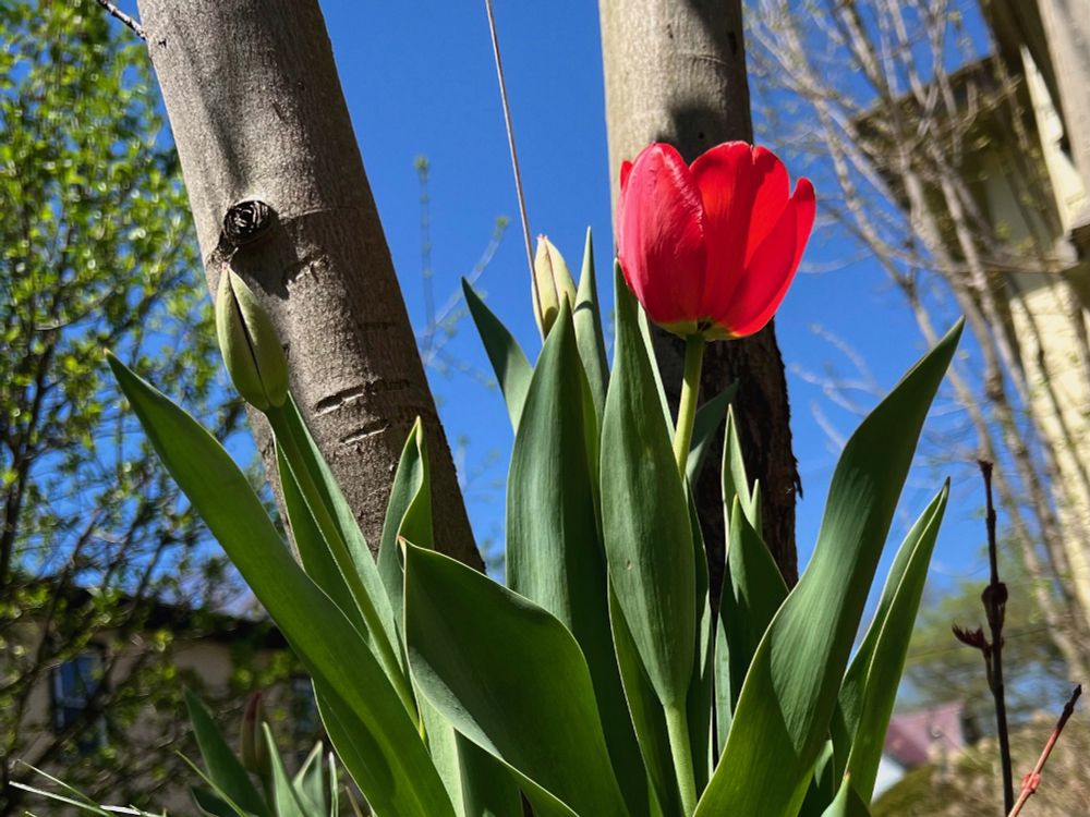 A vibrant red tulip in bloom stands among green leaves and buds. In the background, two tree trunks rise toward a clear blue sky. On the right side, part of a building is visible.