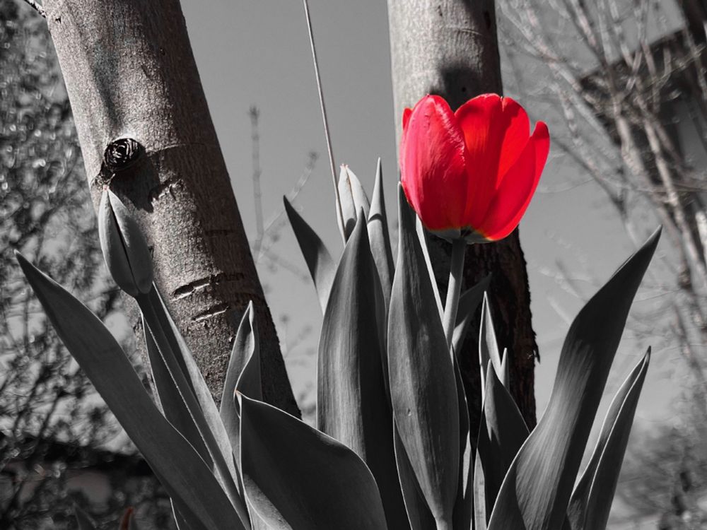 A single red tulip stands out in color against a black-and-white background of tree trunks and leaves, highlighting the flower’s vibrant petals. 