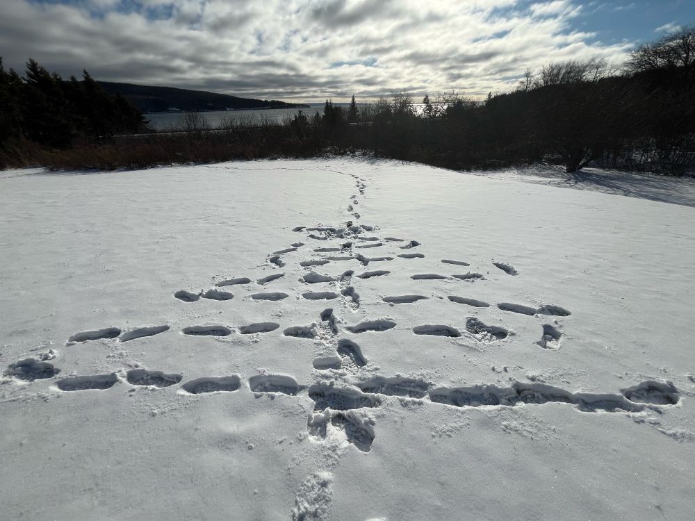 Snow covered field with foot prints in the shape of a Christmas tree, trees in the background with blue and clouded sky and a lake.