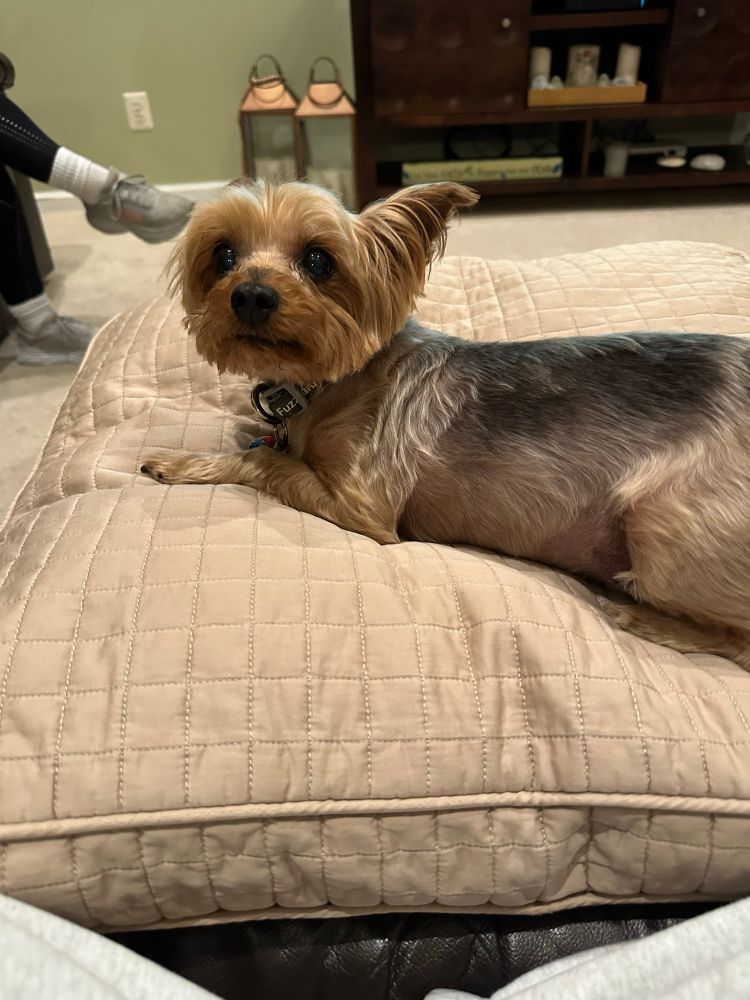 angry yorkie sitting on a pillow looking at me menacingly 