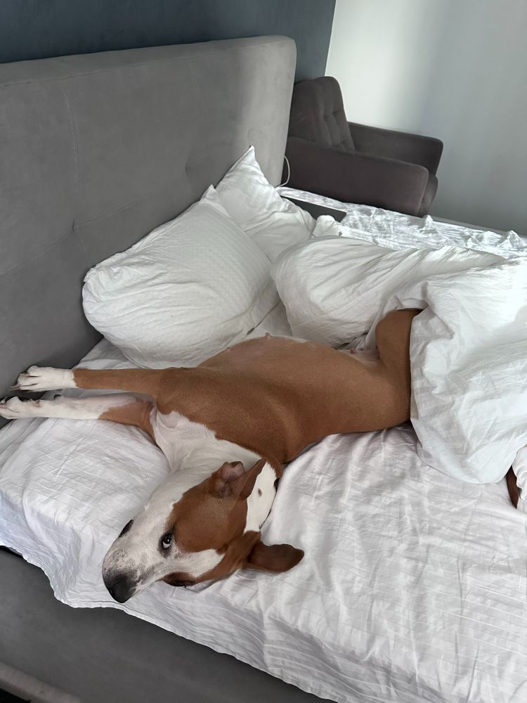 Sasha is lying stretched out on a rumpled bed with white pillows and bedding which was properly made earlier.
