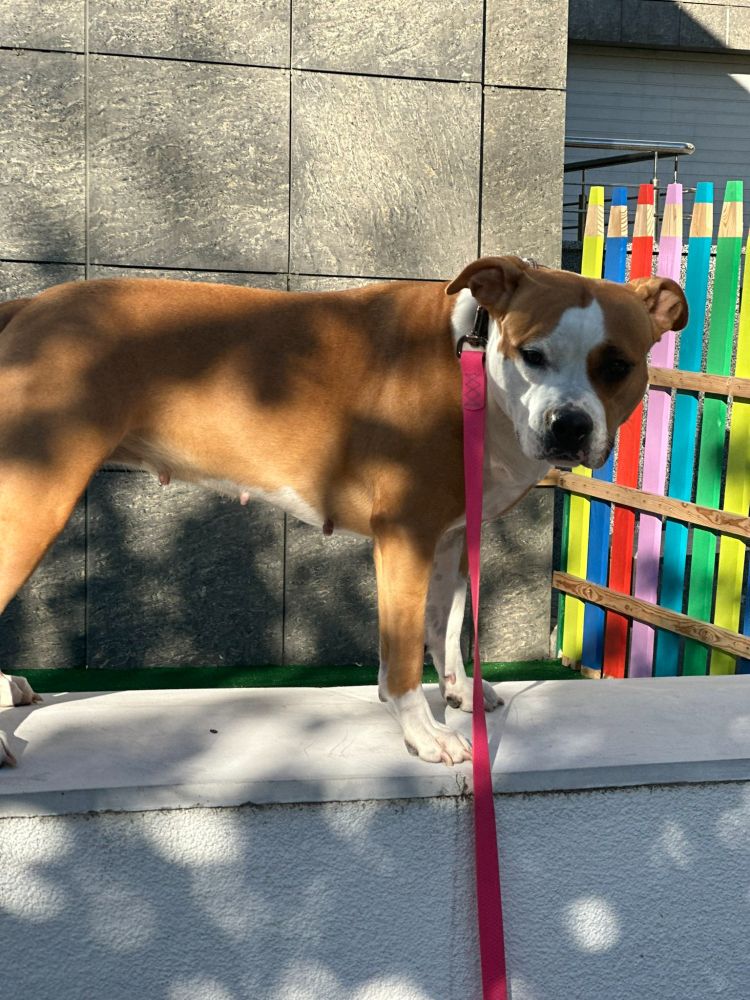 Sasha on a pink leash stands on a white ledge in front of a stone wall and a colorful wooden fence looking at me