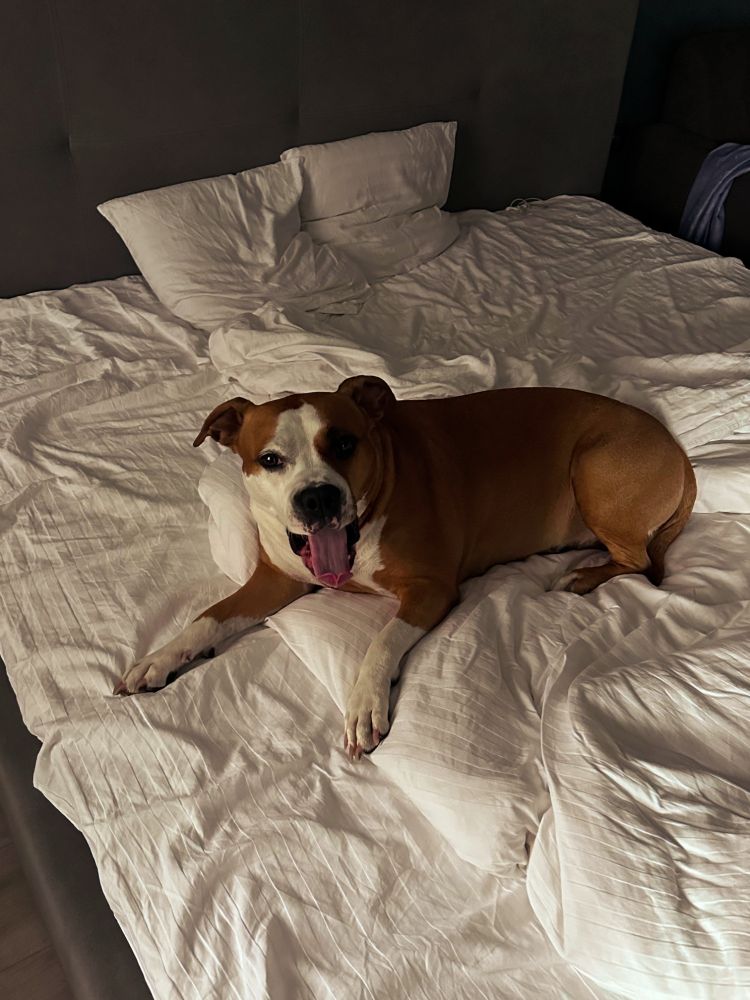 Sasha lying on an unmade bed with white bedding, looking at the camera with its mouth open and tongue out.