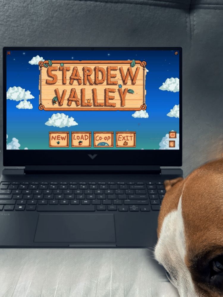 A HP Victus laptop displaying the Stardew Valley start menu on a couch next to the head of a brown and white dog named Sasha
