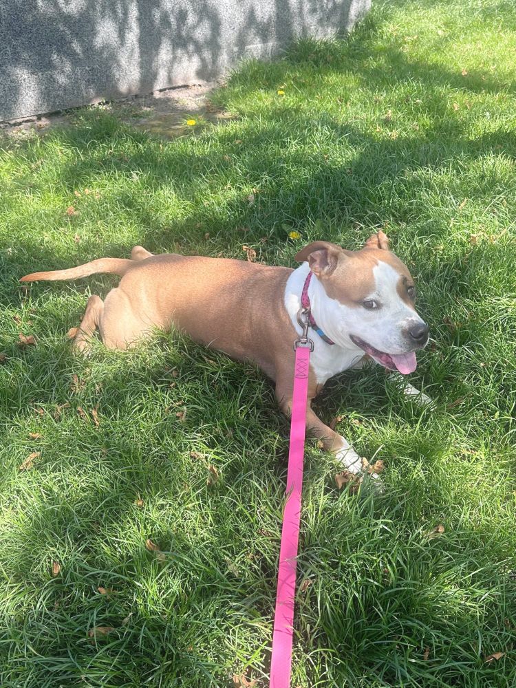 Sasha (🐕) in a playful mood wearing a pink leash.