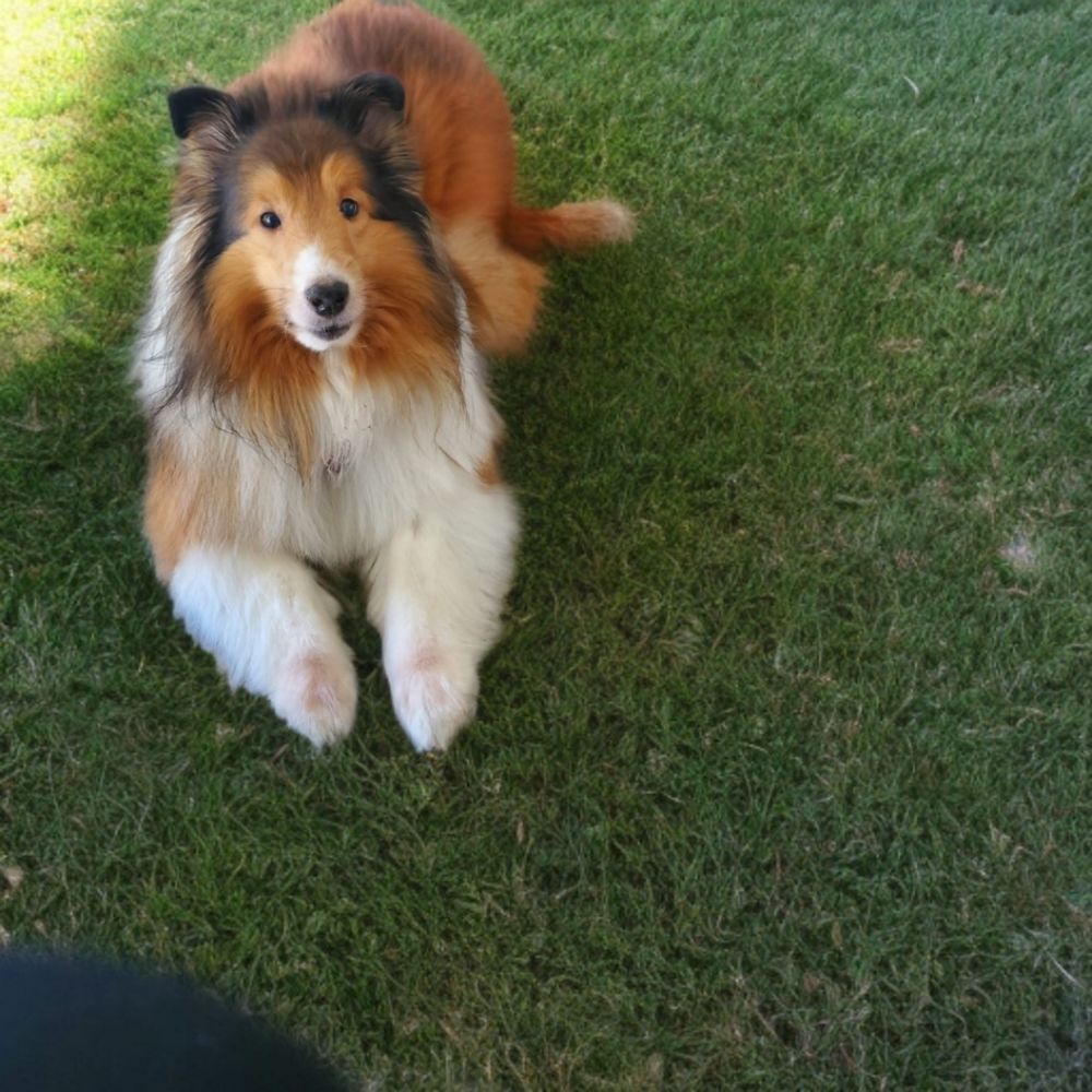 A fluffy brown and white dog with a thick coat, Rough Collie lies on green grass, looking at the camera.