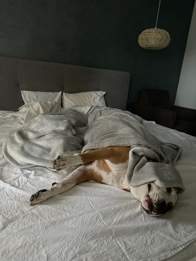 Sasha lying on the bed sideways, partially covered with a gray blanket, with its head and legs sticking out.