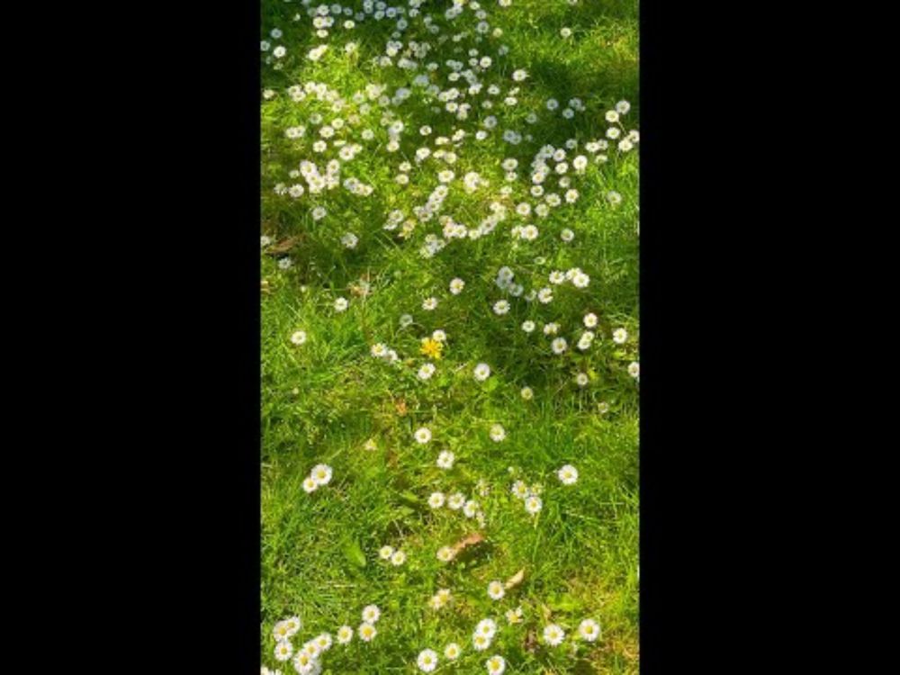 Lawns of a Better Place (full album)