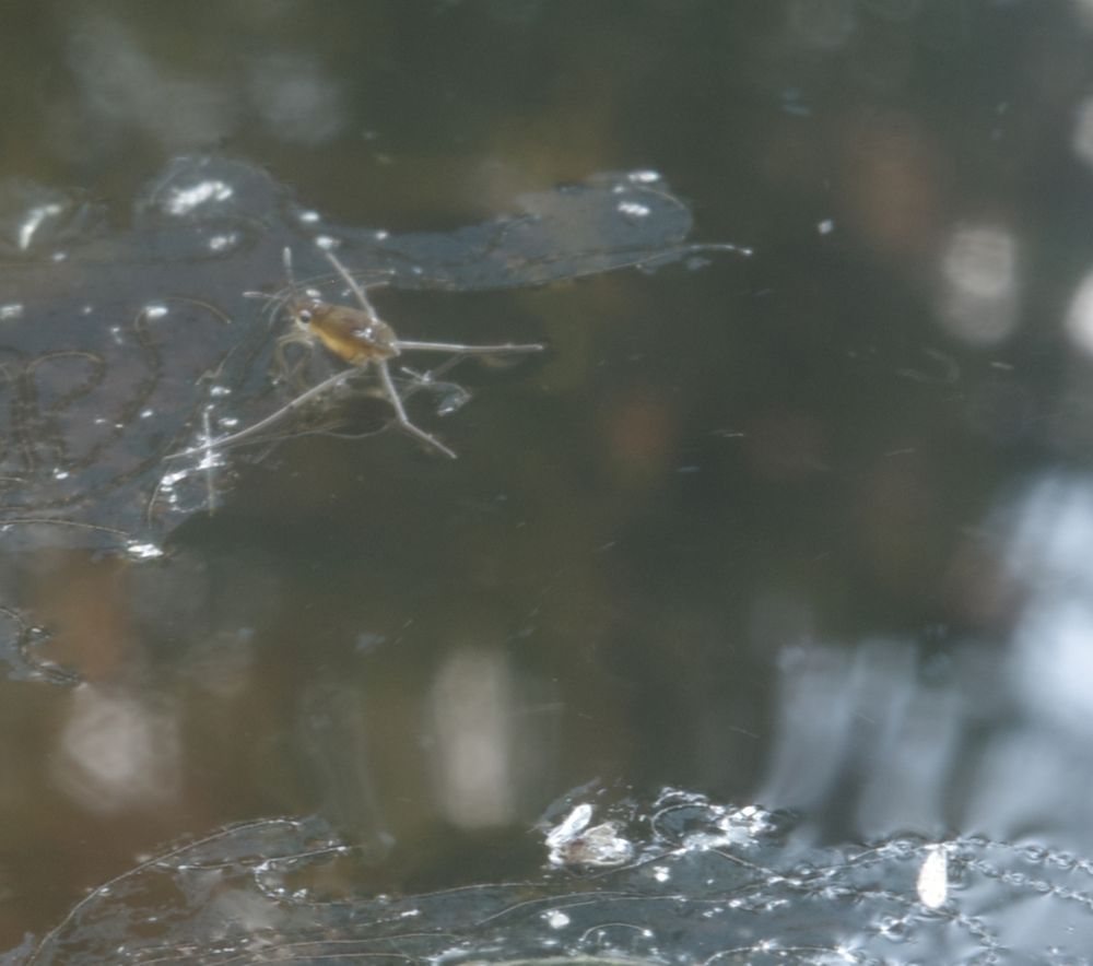 A baby water strider with enormous eyes (all babies are cute, aren't they?) dips its trunk and legs into the water of a pond. It has a light-brown shell. Its long, matchstick-thin legs shimmer white and bright gray. I'm referring to matchsticks for water striders. Humans can't see them without aids like electron microscopes.