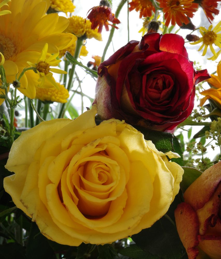 A yellow rose, a ditto gerbera daisy, Jacobaea vulgaris, a red rose with yellow accents, hawkweed and parts of a yellow rose with red accents