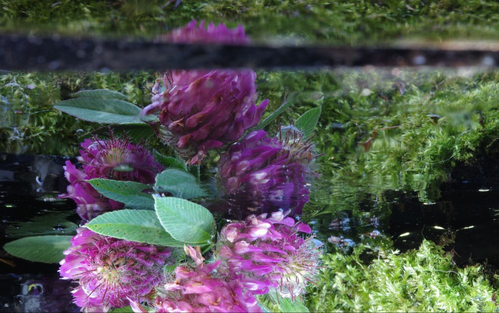 Three wet bluish-pink clover blossoms with green leaves are arranged on black, wet shards of glass, their reflection in focus, and the image has been rotated 180 degrees. A green wall of moss is in the background. No editing except cropping.