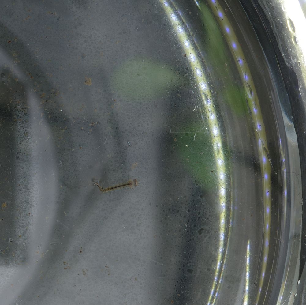 A mosquito larva floats on a film of water on a glass plate on a rainy day. I placed the camera on a wetvglass cylinder without bases, the diameter of which is slightly too large for the camera. The camera and the edges of the large piece of glass I used to place it over the opening are reflected – observation changes what is observed. I placed an LED lamp around the cylinder, whose light is partially refracted: no photoshop, no AI!