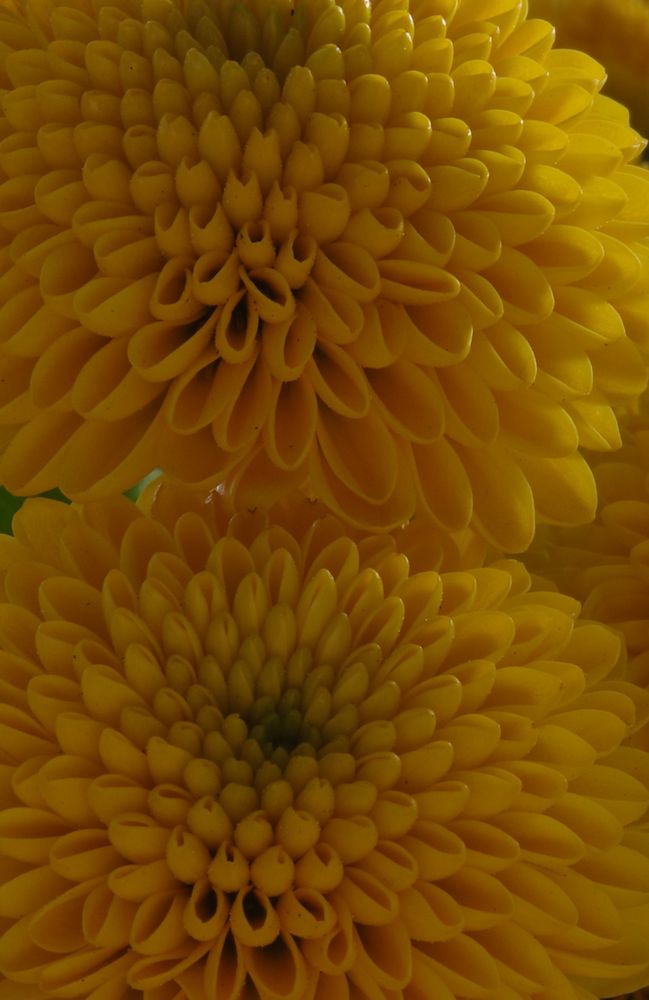 Close-up of two of the dahlia reminescent dunno plants. These have much smaller flowers, several of which grow on one stem.