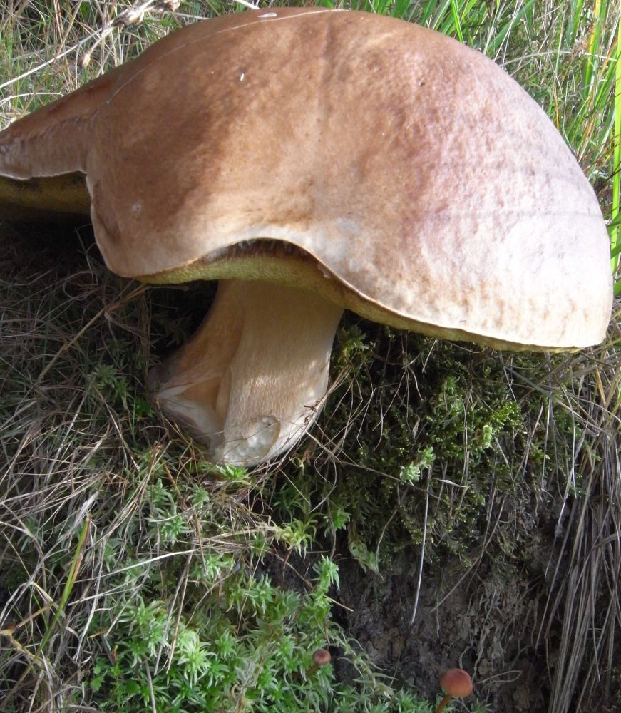 Description see post, please