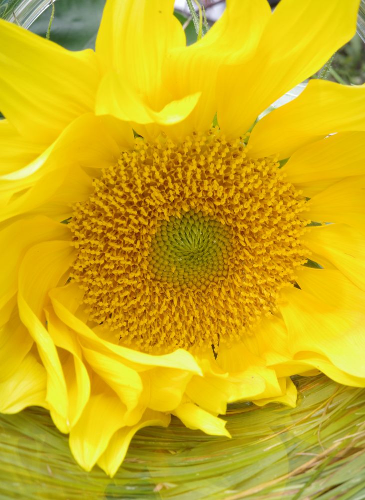 A young but large sunflower blossom, still light green in the center, was placed in a bottomless glass cylinder and placed on grass with long, light green stems. The stems cling to the cylinder, seemingly framing the sunflower. At the top left and right edges of the image, one end of the cylinder can be seen. Because the flower's interior is in focus, the yellow petals appear as if they were painted.