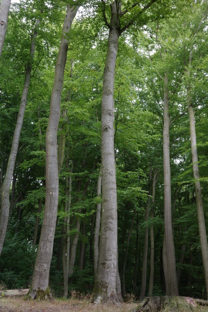 A beech grove in late summer. The trees are tall, their trunks slender. Only part of the crowns of the beeches in the front can be seen; at the bottom right of the picture, the trunk of a mighty beech can be seen, along with some forest floor and a trunk that fell long ago. 