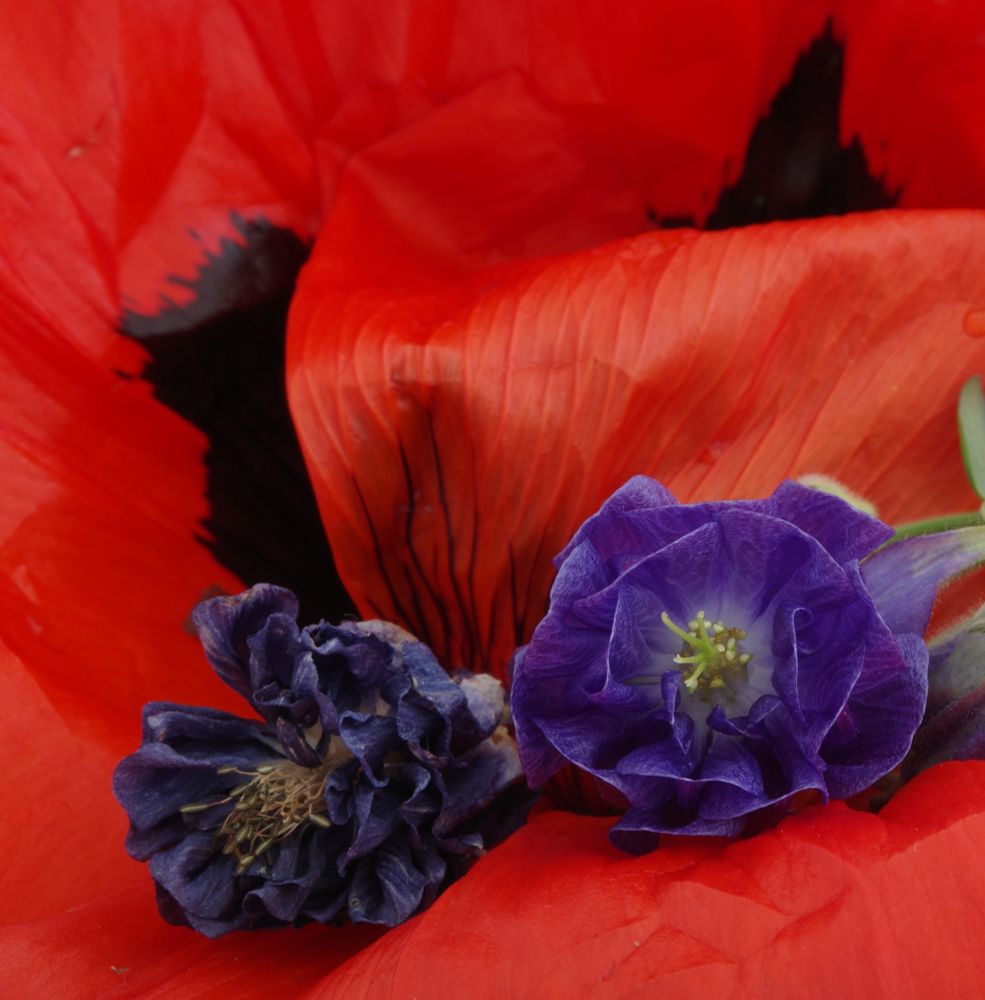 A dried dark blue columbine blossom and a fresh purple columbine blossom were placed side by side on two giant red poppy petals with black accents. This gives the fresh blossom a pink shimmer.