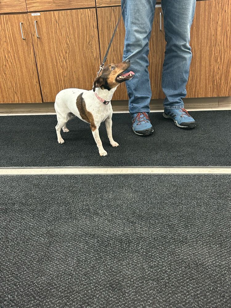 Small brown and white Jack Russel terrier looking loving up at her owner