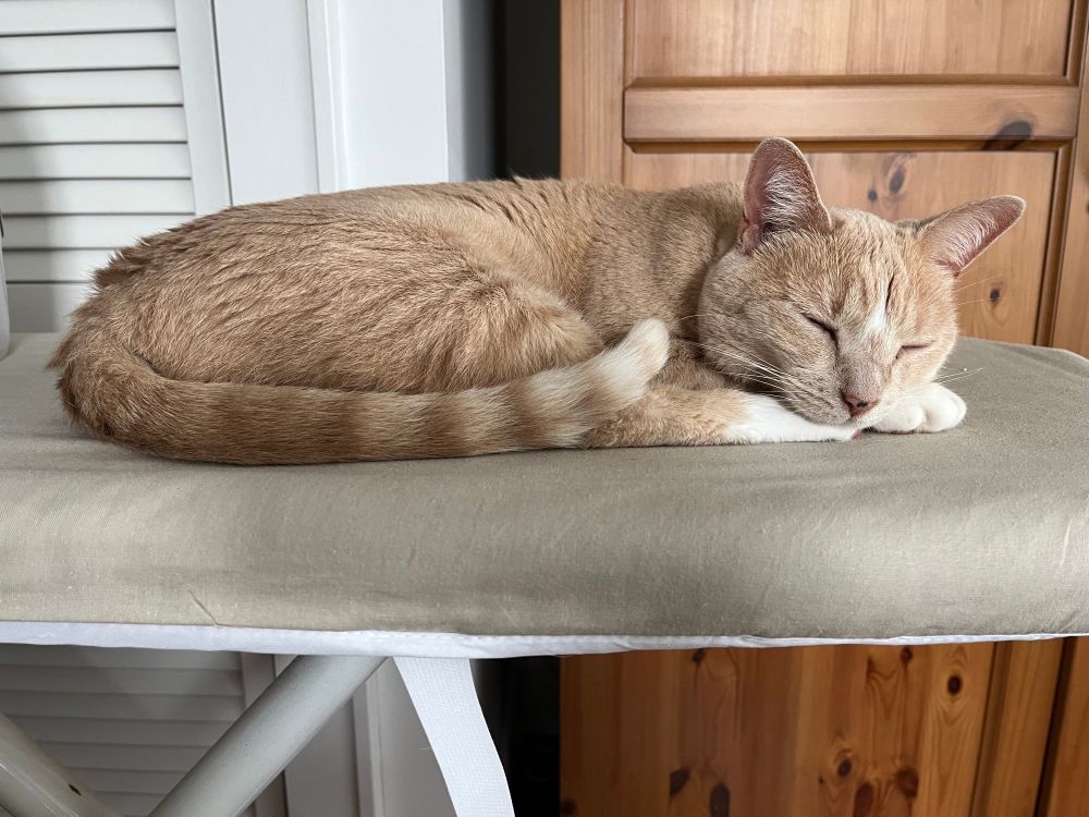 Cat sleeping on ironing board. 