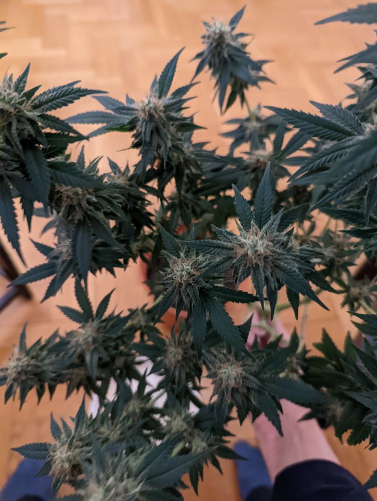 Blick von oben auf eine Cannabispflanze, vor der Ernte.