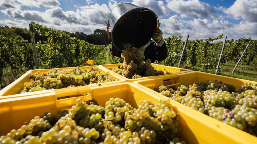 Six personnes sont mortes pendant les vendanges en France, dont quatre dans la Marne