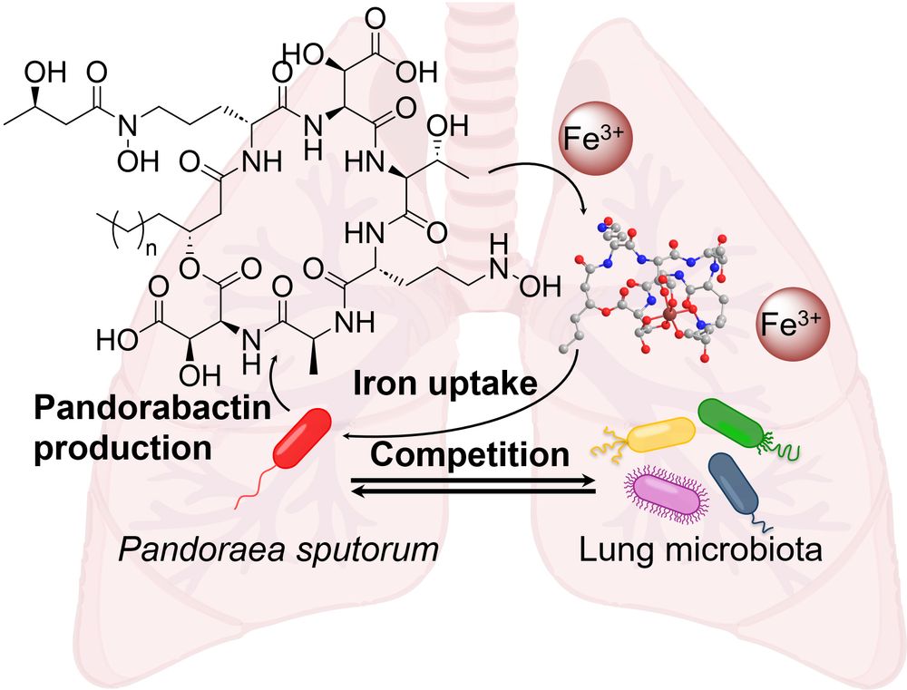 The graphic shows how the bacterium Pandoraea sputorum absorbs iron (Fe³⁺) with the help of pandorabactins and thus competes with other lung bacteria for this resource.
