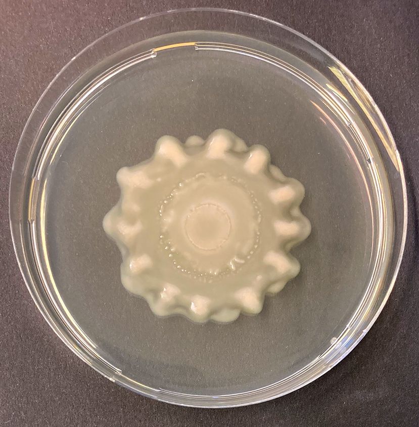 The characteristic swarming behavior of the environmental bacterium Chromobacterium haemolyticum can be seen on an agar plate.