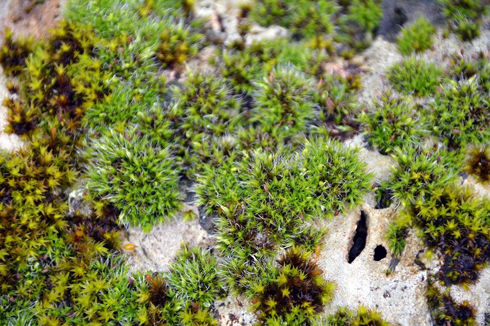 The image shows natural moss growth on a stony surface. The moss cushions are various shades of green, ranging from bright light green to darker, partly brownish tones.