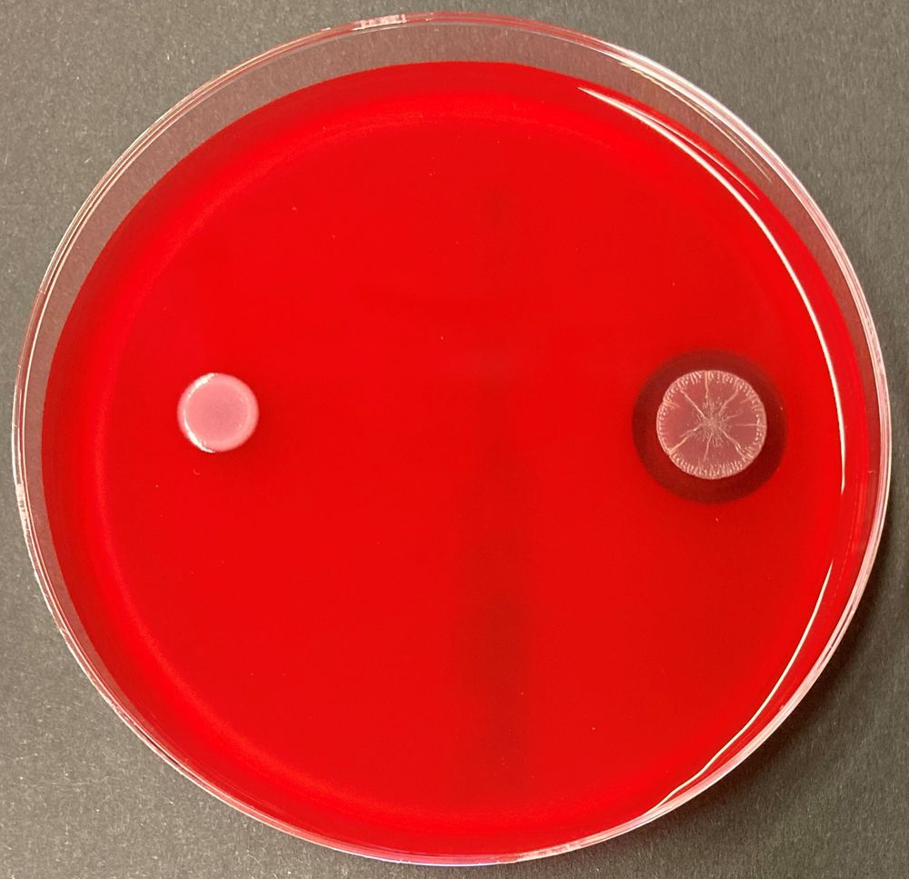 Comparison on blood agar: While the wild type of C. haemolyticum (right) shows a clear, bright hemolysis zone, the mutant lacking the gene cluster for the production of the jagaricins (left) lacks this zone.