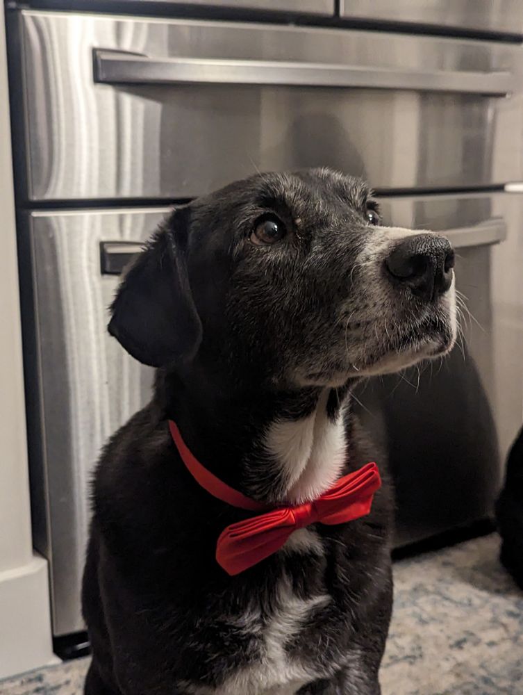 My beautiful little security gal, wearing a red bow. This girl is the heart of our family, and an inspiration to us all as she's battled through multiple cancers and lives each day with so much love for us all.