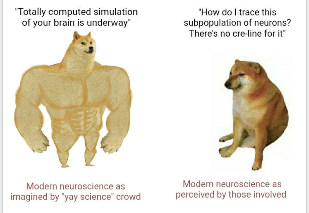Buff Doge Vs Cheems meme template. The buff Doge described as "Modern neuroscience as imagined by "yay science" crowd" says "Totally computed stimulation of your brain is underway". Cheems has a visible teardrop and represents a neuroscientist PhD candidate and says "How do I trace this subpopulation of neurons? There's no cre line for it"