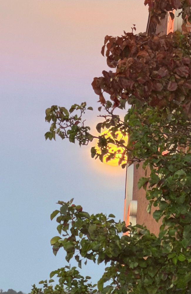A 4 photo set of my moon snapshot in late October. Very vibrant twilight moon at early dusk, viewed as it ‘moved’ from behind the supermarket building into the prettily tinted sky. 