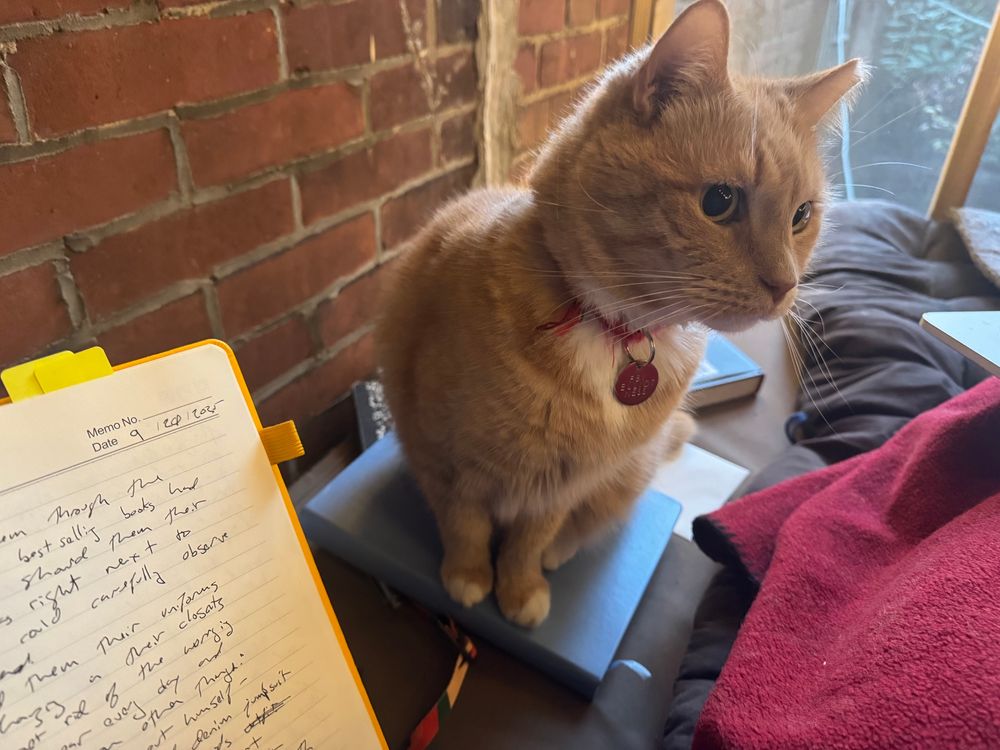 An orange cat and a notebook in a writing tree house. 