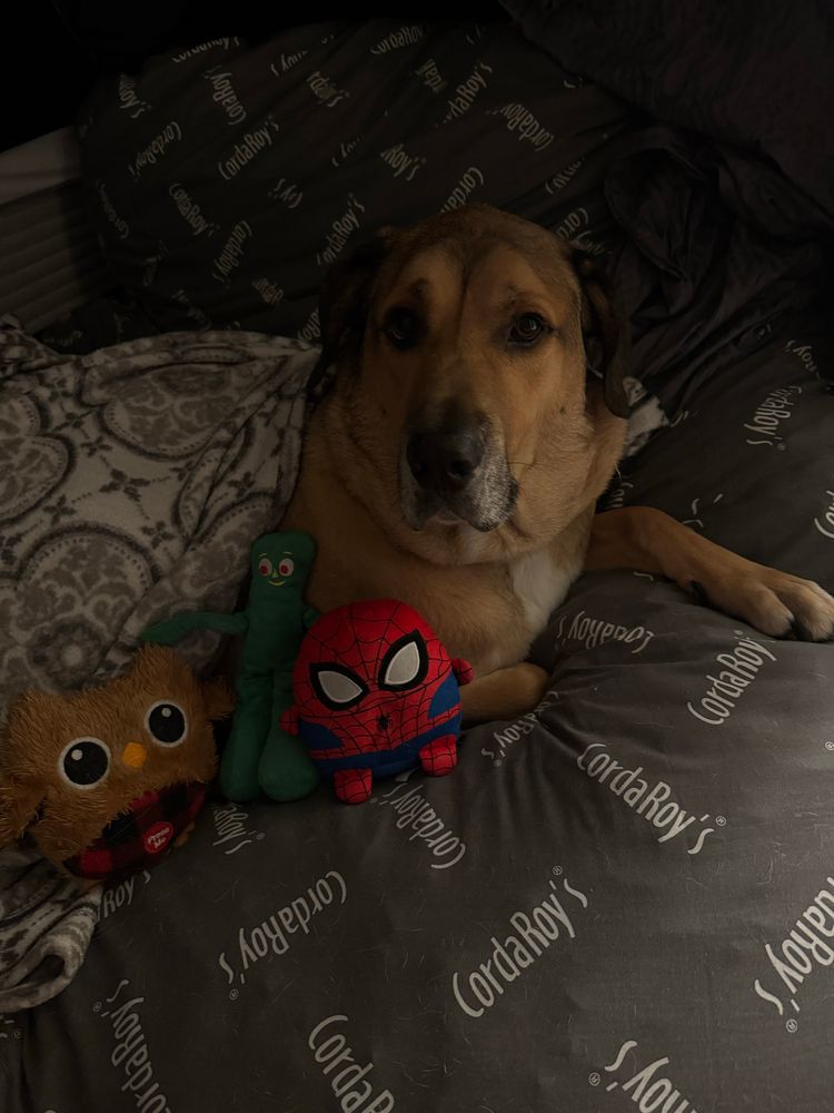 Apollo sleeping on a beanbag wrapped in a blanket with all his plushies