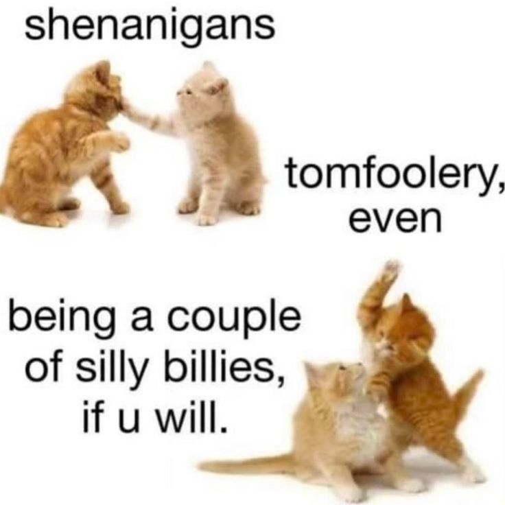 2 orange cats fighting each other
"Shenanigans, tomfoolery even. Being a couple of silly billies if u will."
