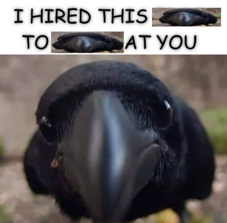 A crow looking directly in the camera making its beak seem very big

"I hired this [picture of bird] to [picture of bird] at you"