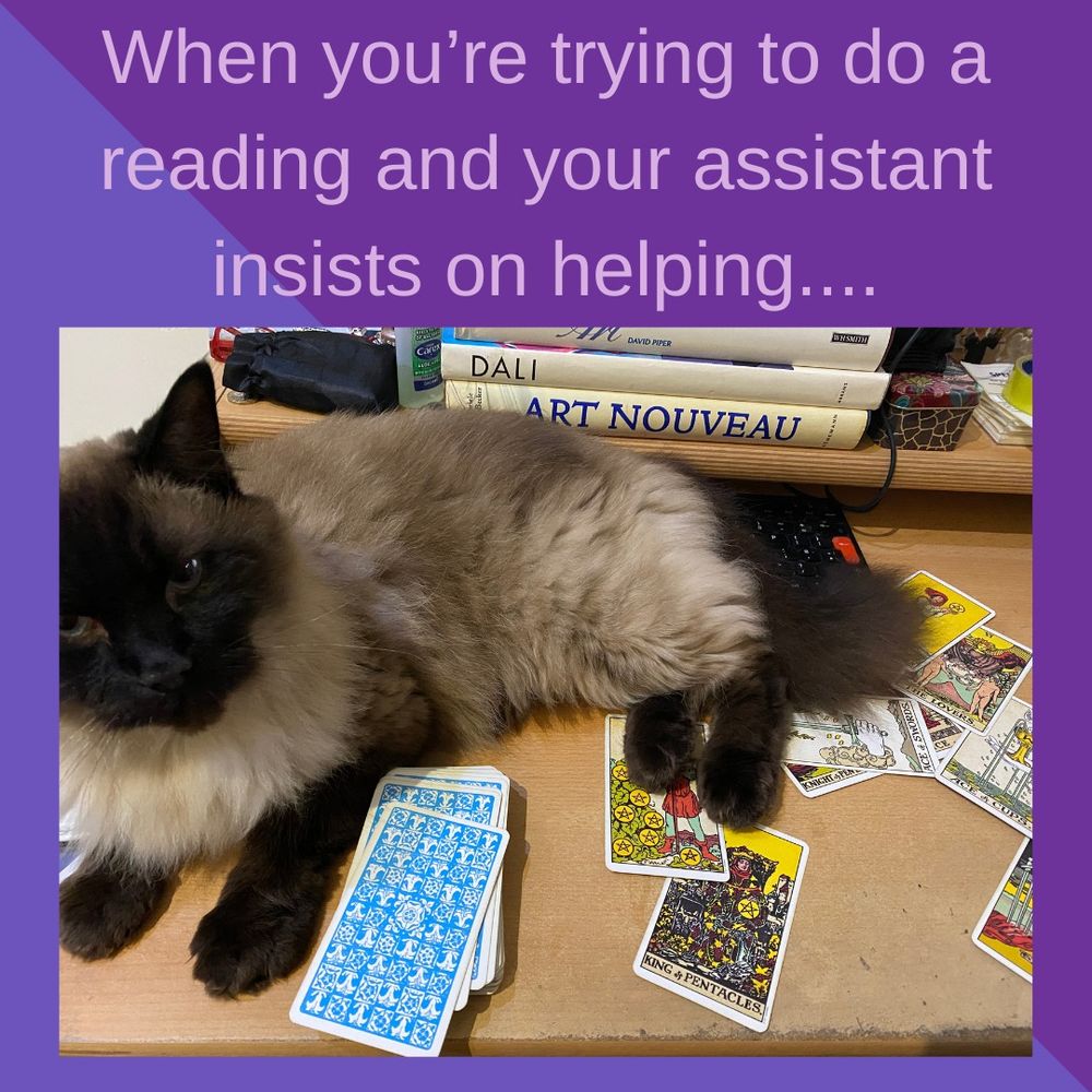 A cream and brown coloured fluffy cat sits on a desk surrounded by tarot cards. A pile of art books are stacked behind him. 