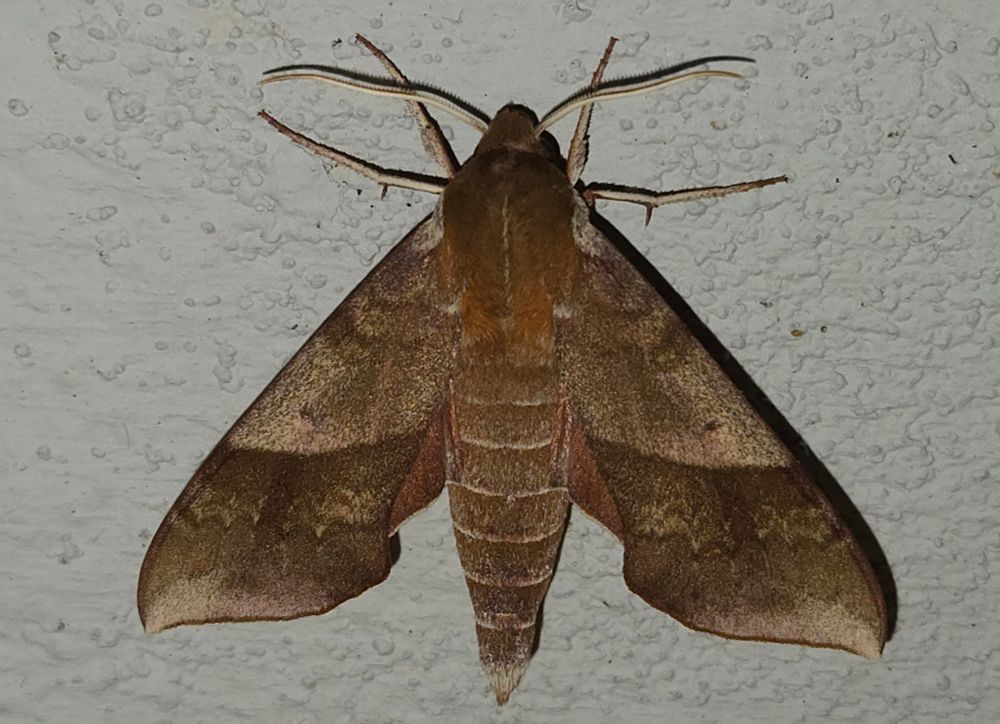 Azalea Sphinx moth from above. This moth is sleek and subtly patterned. It's mostly shades of light and darker brown with some rufous on the thorax and pink on the hindwings.